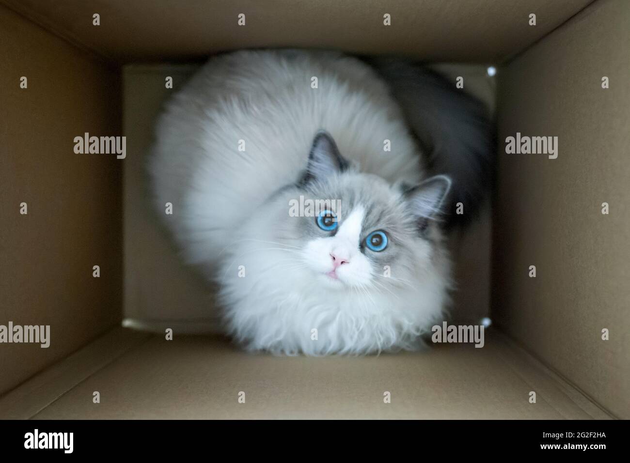 Chat Ragdoll à la recherche d'une boîte de carton de livraison. Vue de dessus. Banque D'Images