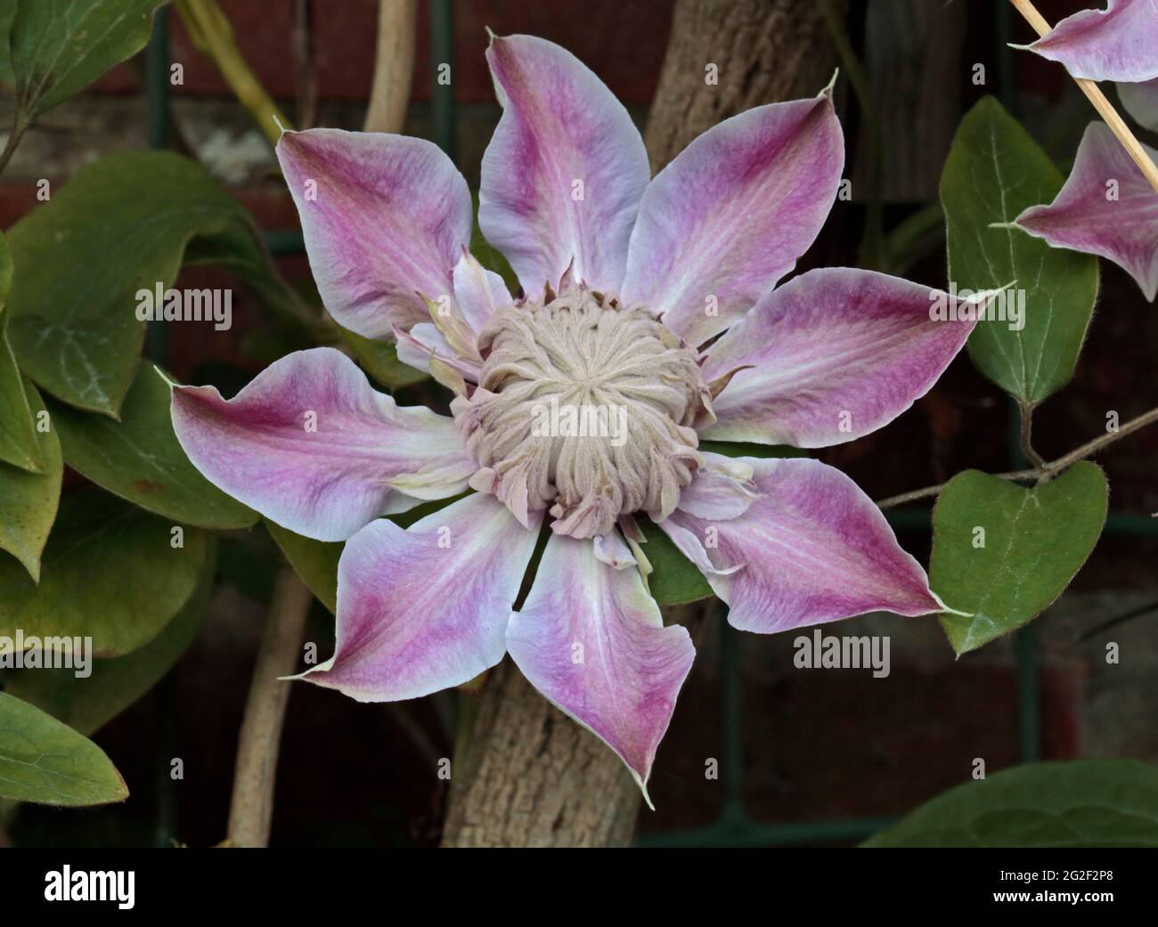 Clematis Josephine Banque D'Images