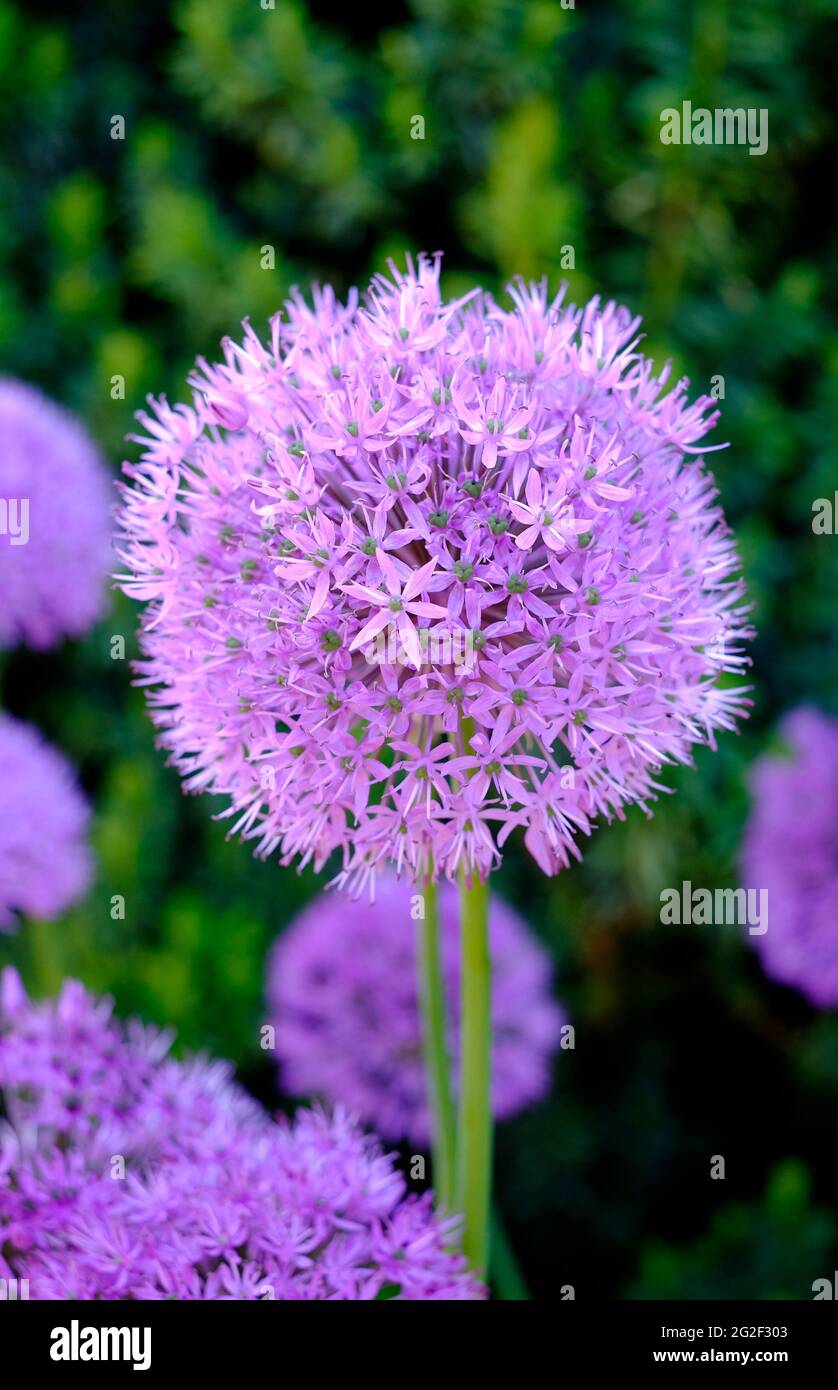allium fleurit dans le jardin de chalet anglais, norfolk, angleterre Banque D'Images