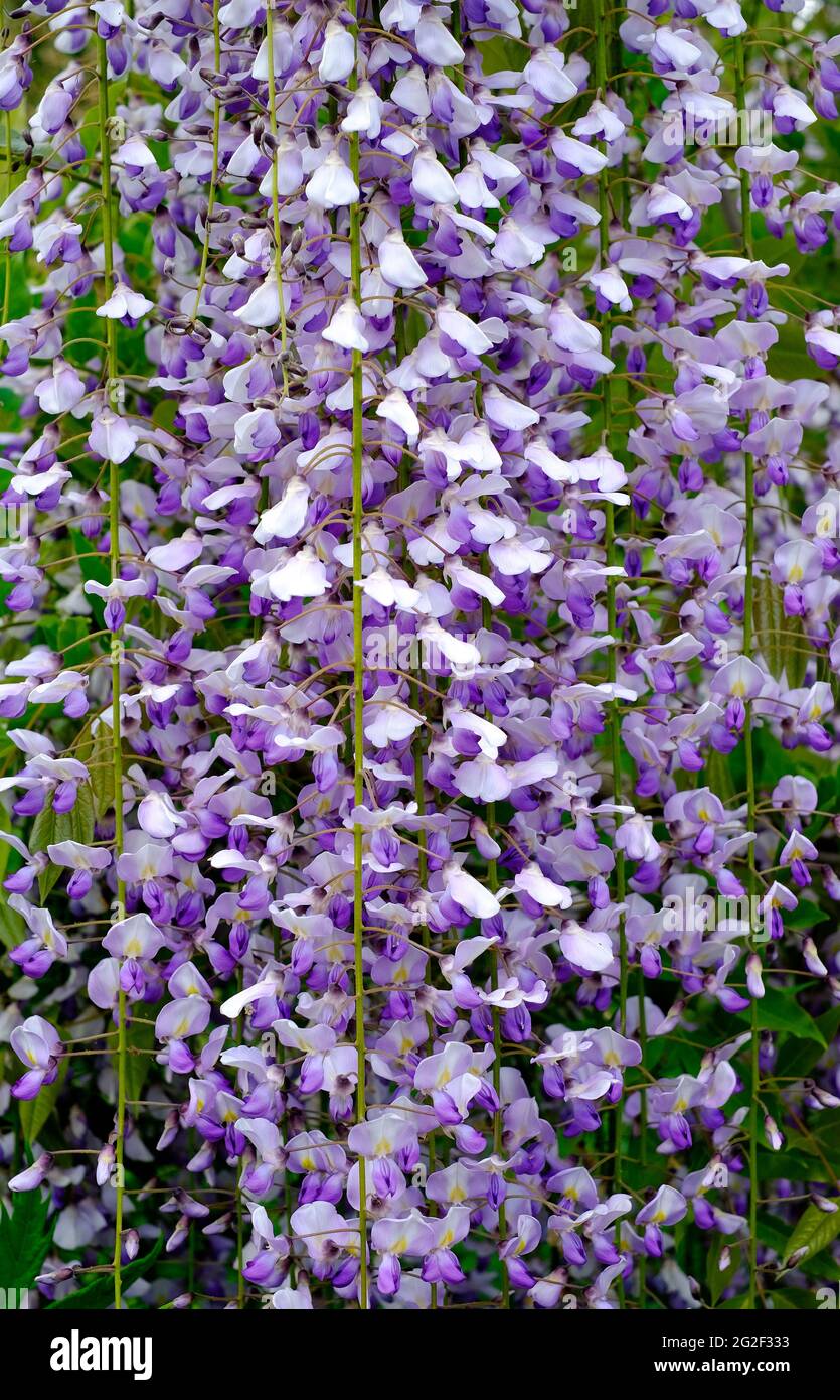 fleurs de wisteria bleu fleuri dans le jardin anglais, norfolk, angleterre Banque D'Images
