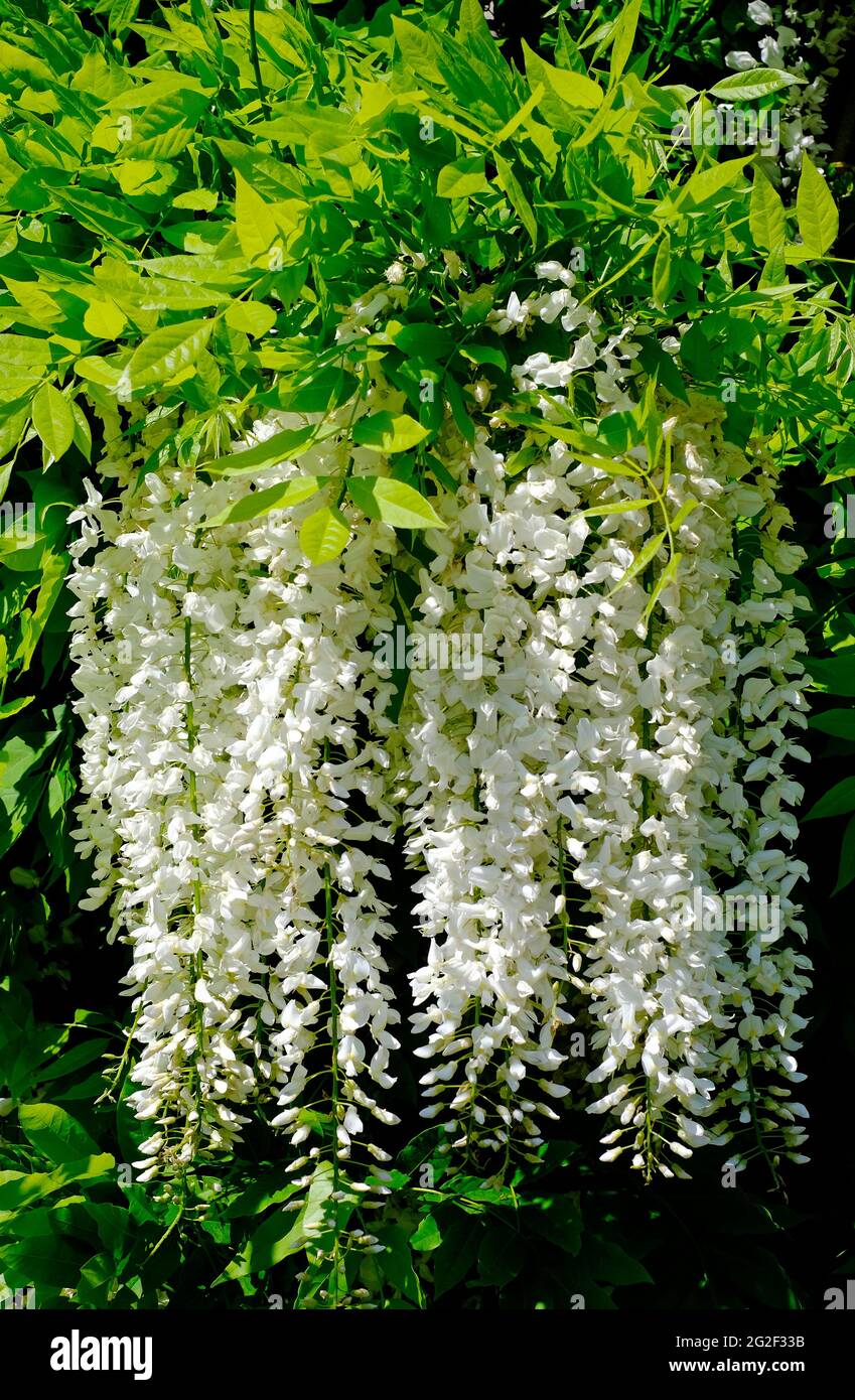 fleurs de wisteria blanches fleuries dans le jardin anglais, norfolk, angleterre Banque D'Images