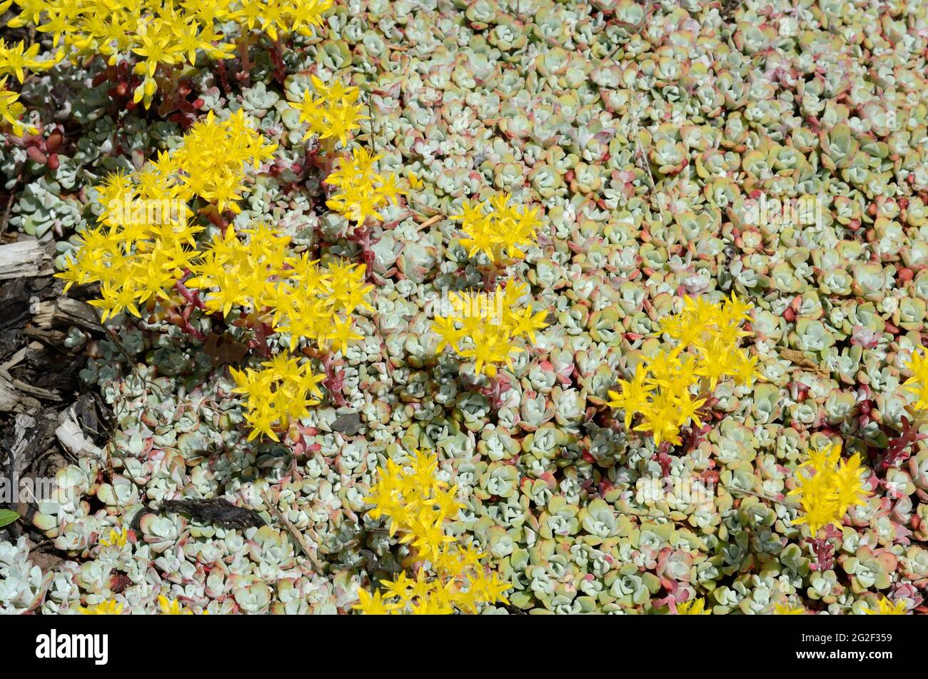 Fleurs jaune vif de Sedum spatuliflorum purpueum mat-formant permanent Banque D'Images