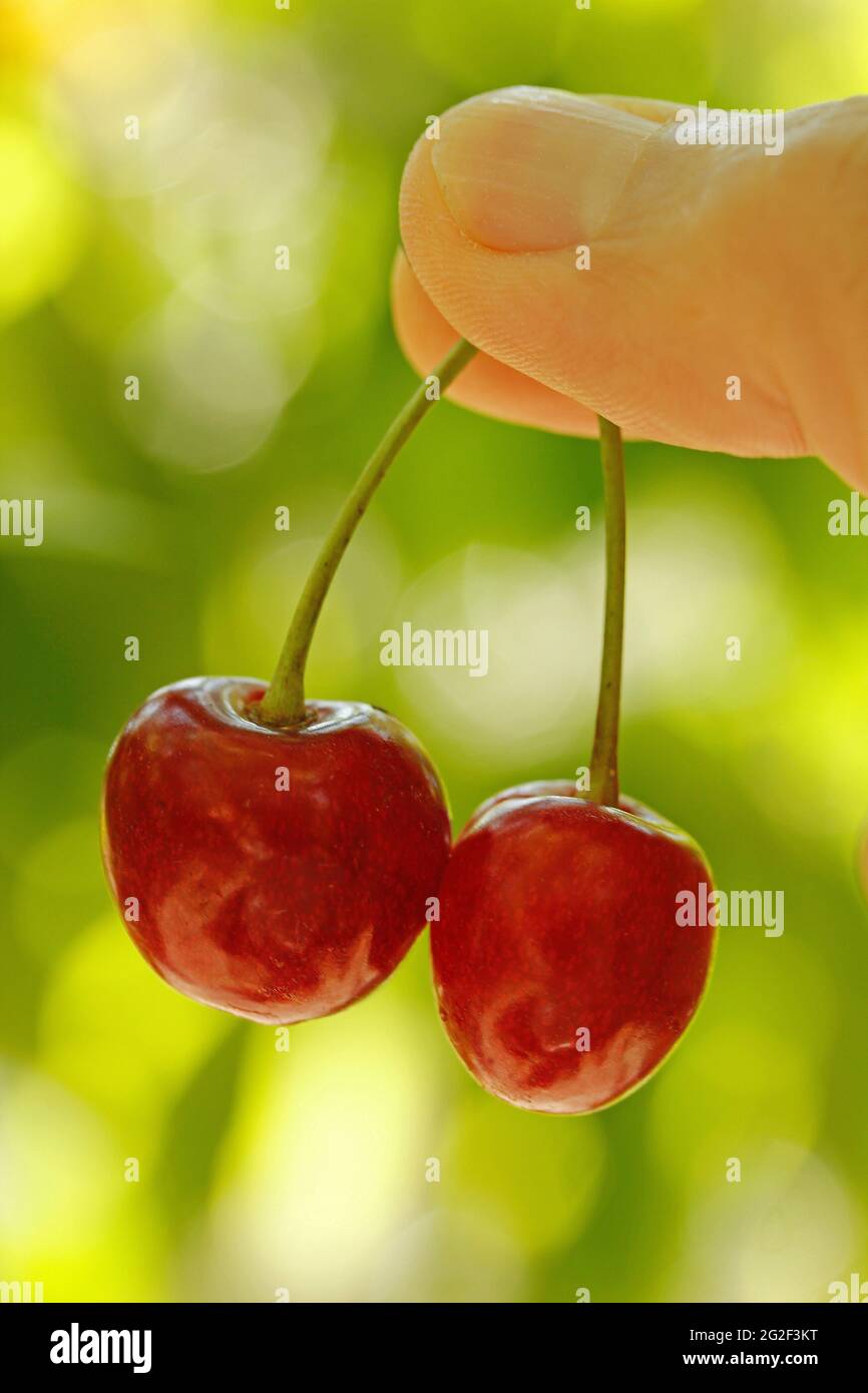 La cueillette des cerises. Banque D'Images