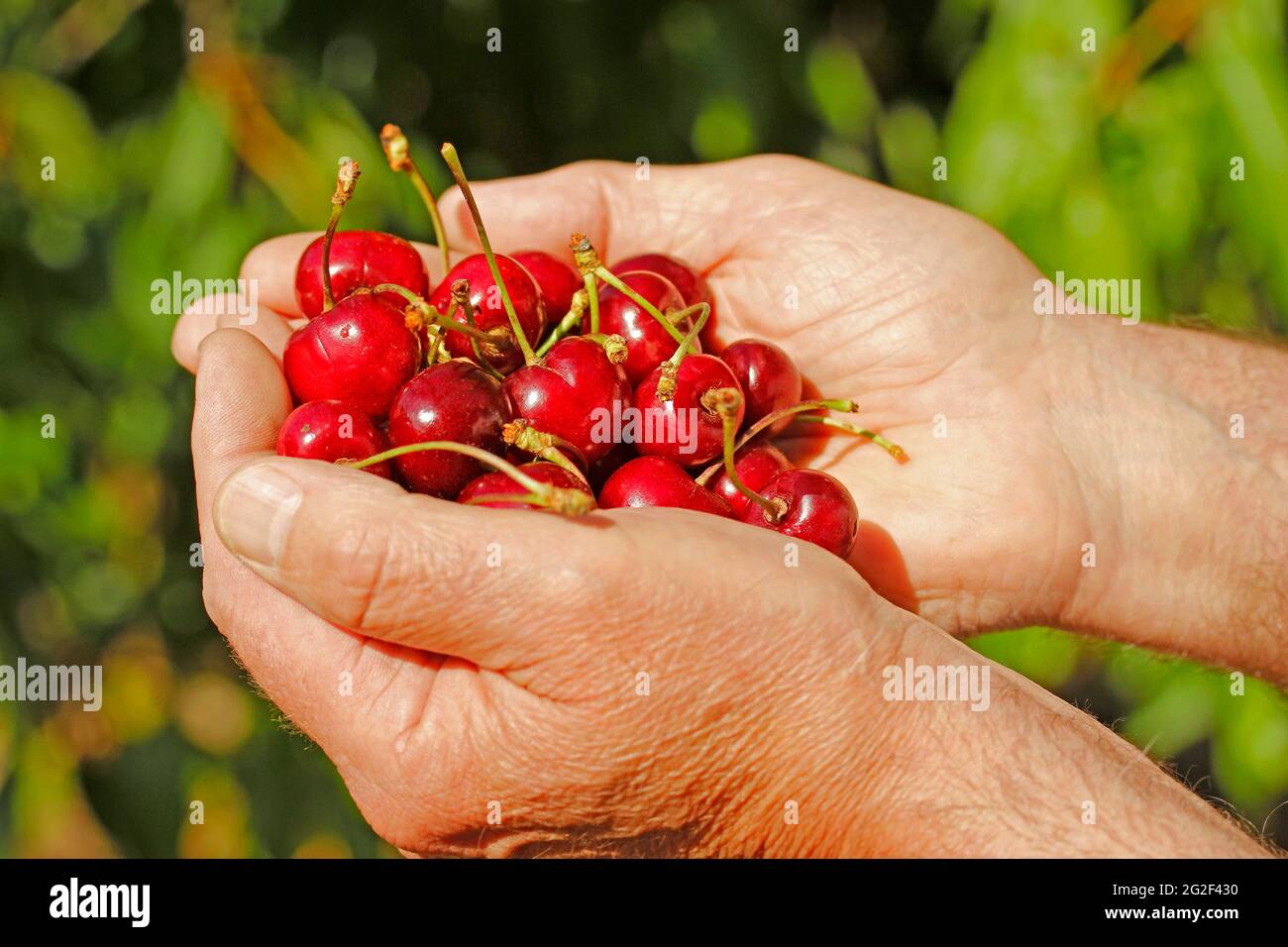 La cueillette des cerises. Banque D'Images