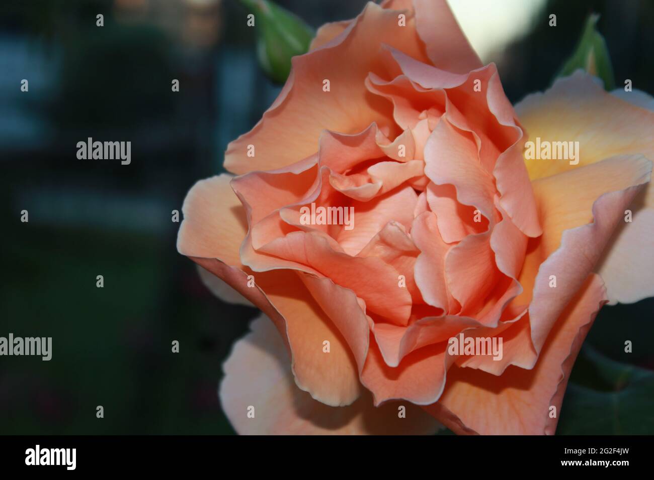 Beaucoup de belles roses fleurissent dans le jardin d'été. Banque D'Images