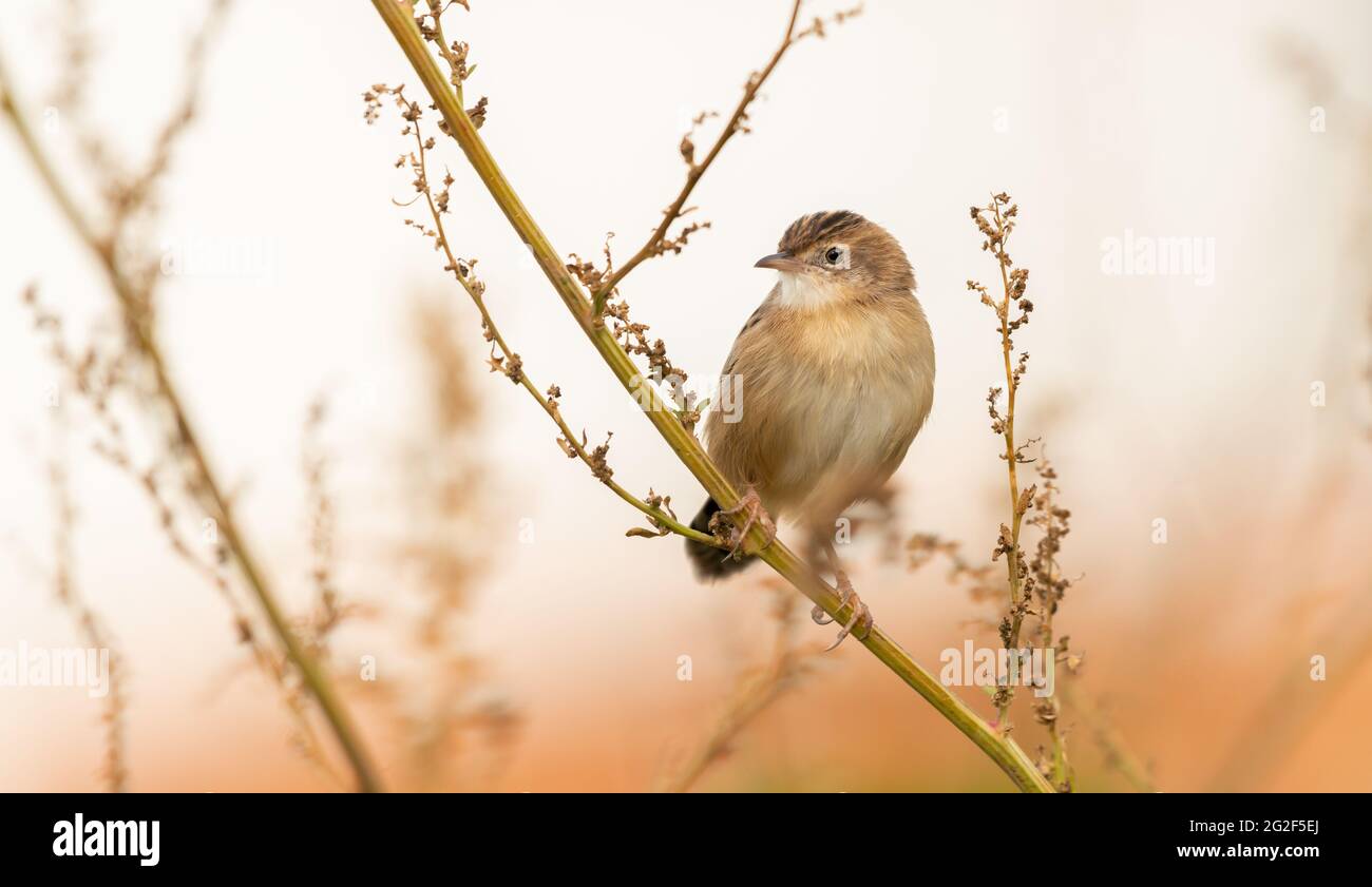 Zitting cisticola (Cisticola joncidis) oiseau sur branche de plante sauvage séchée. Portugal, Europe Banque D'Images