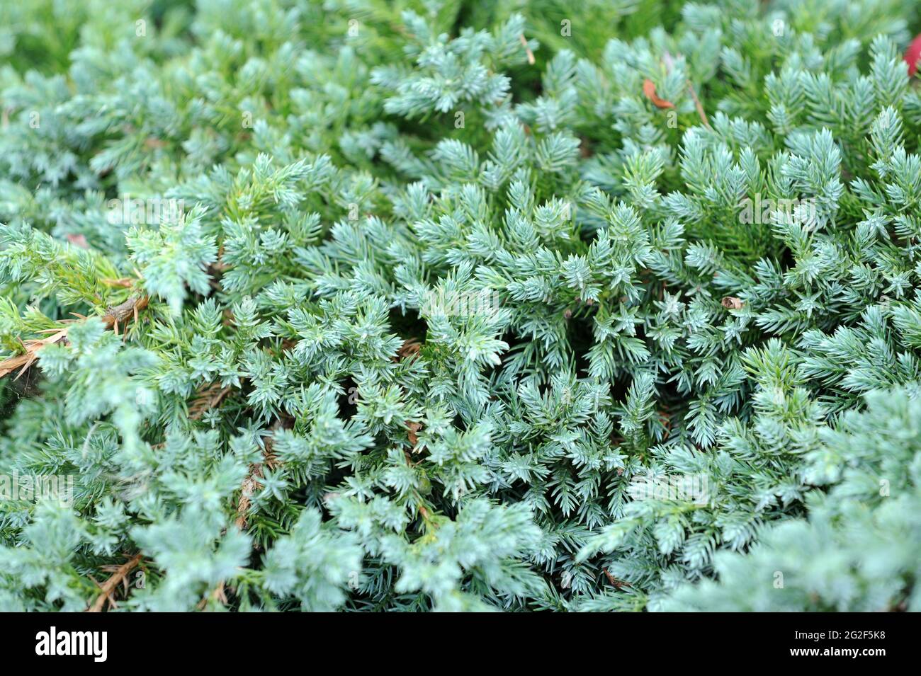 Juniperus squamata 'Blue Carpet' Banque D'Images