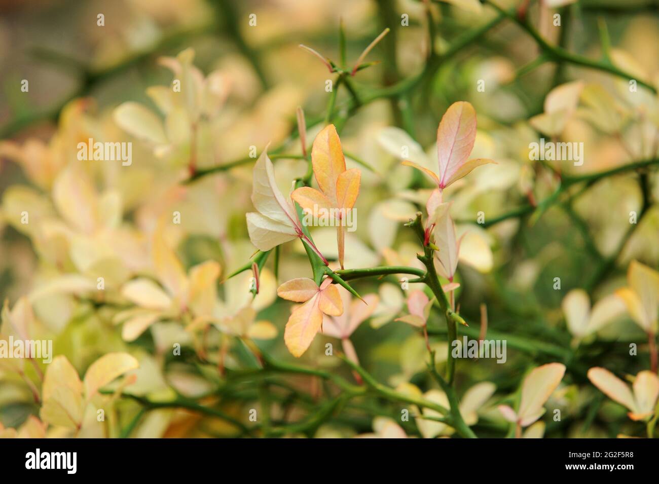 Poncirus trifoliata 'Château' Orange amère Banque D'Images