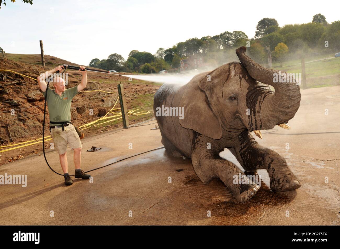 Un éléphant d'Afrique est d'une douche et d'un chiffon à Bewdley Safari Park Uk Banque D'Images