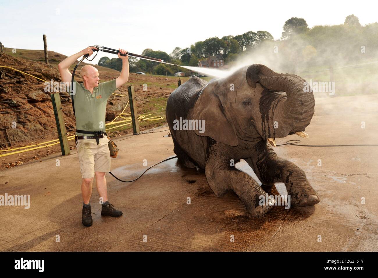 Un éléphant d'Afrique est d'une douche et d'un chiffon à Bewdley Safari Park Uk Banque D'Images