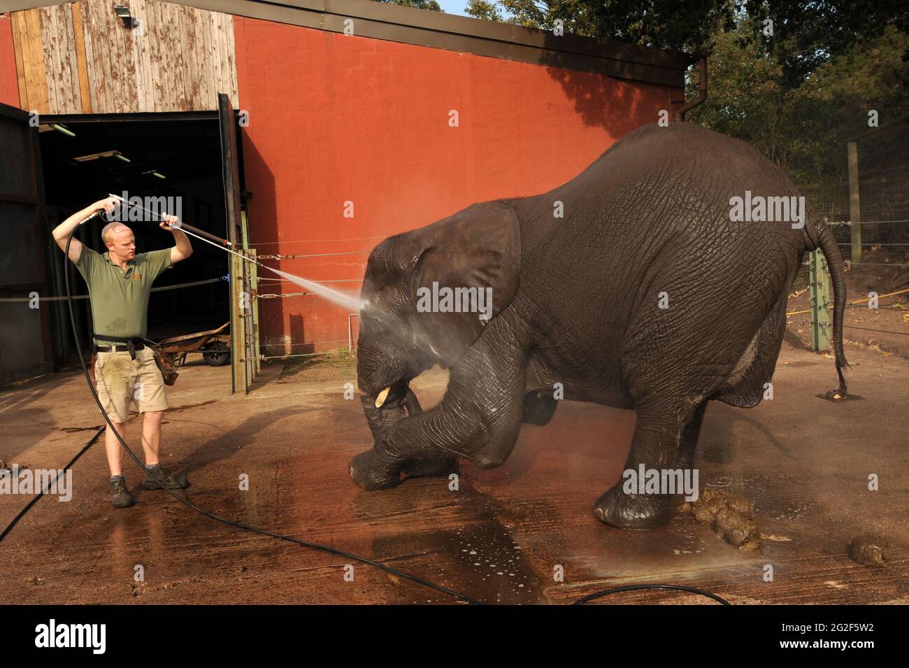 Un éléphant d'Afrique est d'une douche et d'un chiffon à Bewdley Safari Park Uk Banque D'Images