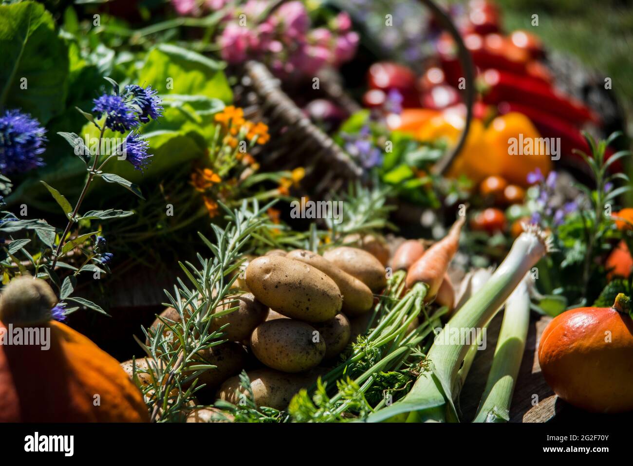 Ertezeit Gemüse, Blumen und Kräuter Banque D'Images