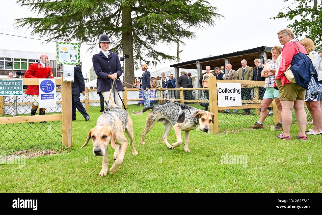 Ardingly Sussex, Royaume-Uni. 11 juin 2021. Hounds en compétition le premier jour du South of England Show à Ardingly Sussex . Le South of England Show 2021 est le premier Country Show de regionÕs, attirant des milliers de visiteurs de tout le pays à travers les trois jours : Credit Simon Dack/Alamy Live News Banque D'Images