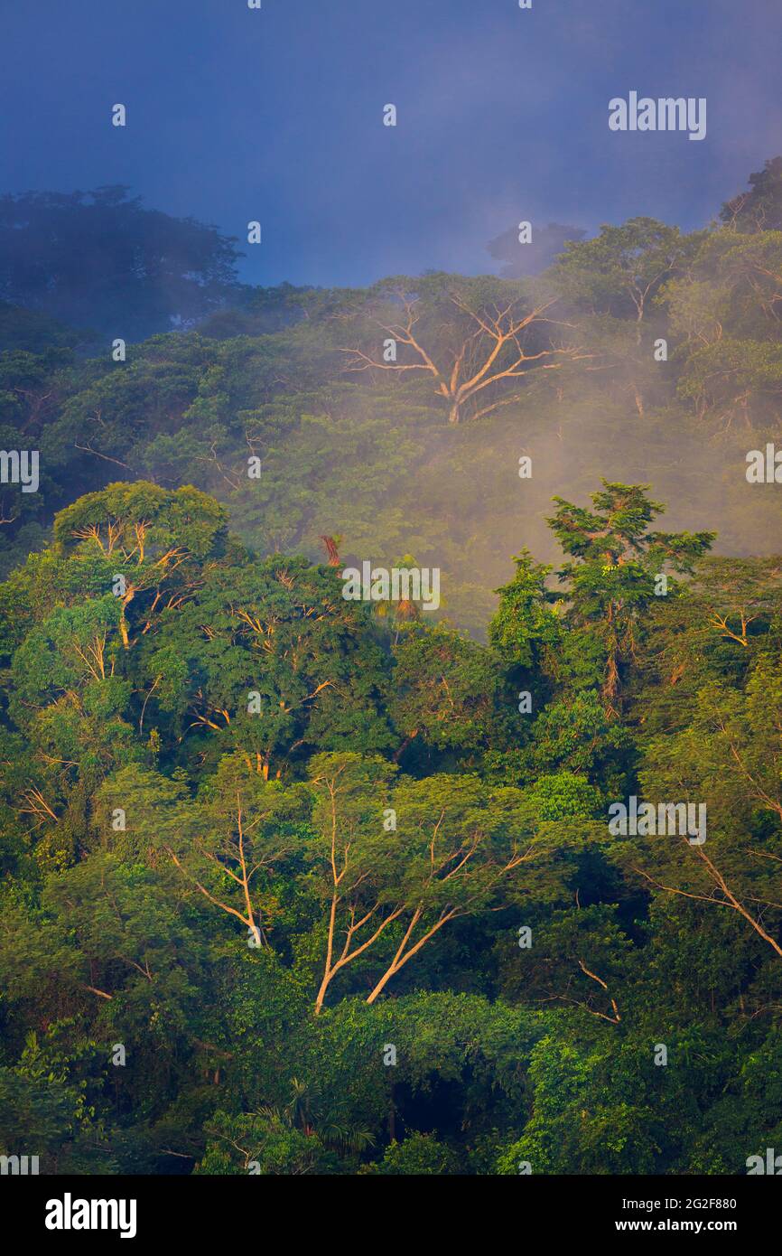 Paysage de Panama avec une forêt pluviale humide et brumeuse en plein soleil du matin dans le parc national de Soberania, province de Colon, République du Panama Banque D'Images