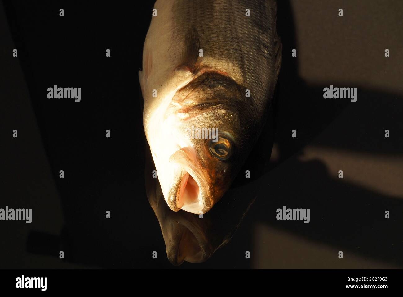 Poisson-achigan de la mer fraîche gros plan, isolé, gros plan. Banque D'Images