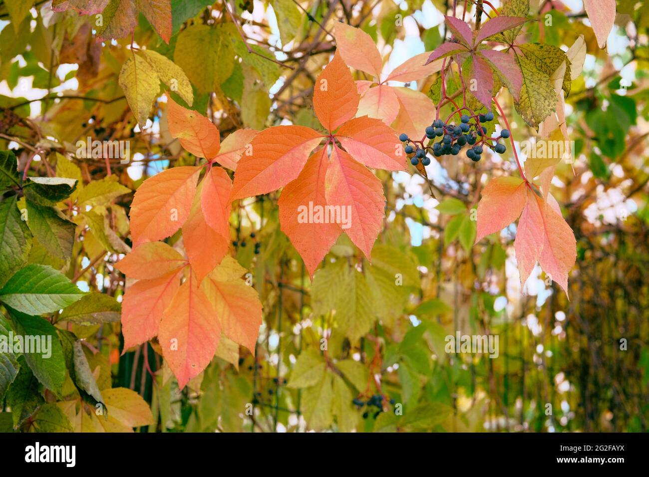 Feuilles d'automne de raisin sauvage grimpant sur la clôture de la ville. Des feuilles de couleur vive sont tombées sur le parc de la ville. Paysage d'automne. Banque D'Images
