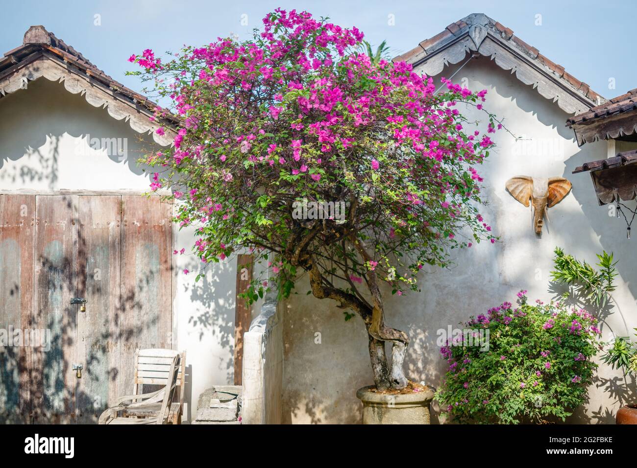 Bougainvilliers rose près de la maison. Bali, Indonésie. Banque D'Images