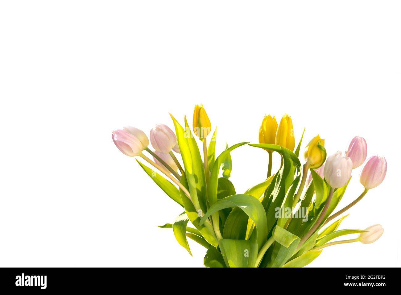 Bouquet de tulipes jaunes et roses isolées sur blanc, espace copie. Carte de vœux, étiquette Banque D'Images