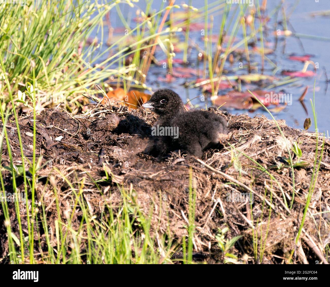 Bébé de Loon commun poussin sur le nid environ quelques heures après l'éclosion, montrant des plumes de duvet molletonné brun dans son environnement et son habitat de marais humide. Banque D'Images