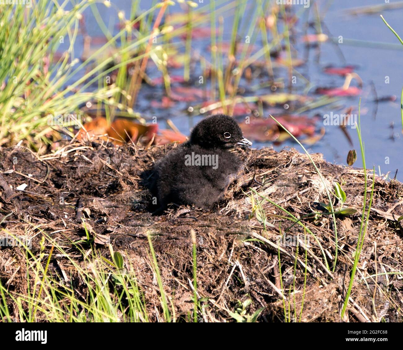 Bébé de Loon commun poussin sur le nid environ quelques heures après l'éclosion, montrant des plumes de duvet molletonné brun dans son environnement et son habitat de marais humide. Banque D'Images