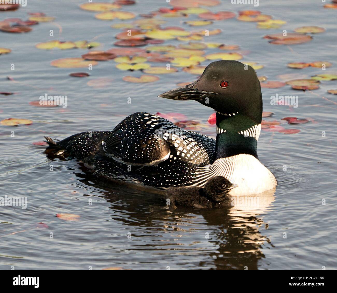 Loon commun nageant et prenant soin de bébé poussin avec des coussins d'eau de nénuphars premier plan et arrière-plan et appréciant le miracle nouvelle vie. Banque D'Images Loon commun nageant et prenant soin de bébé poussin avec des coussins d'eau de nénuphars premier plan et arrière-plan et appréciant le miracle nouvelle vie. Banque D'Images