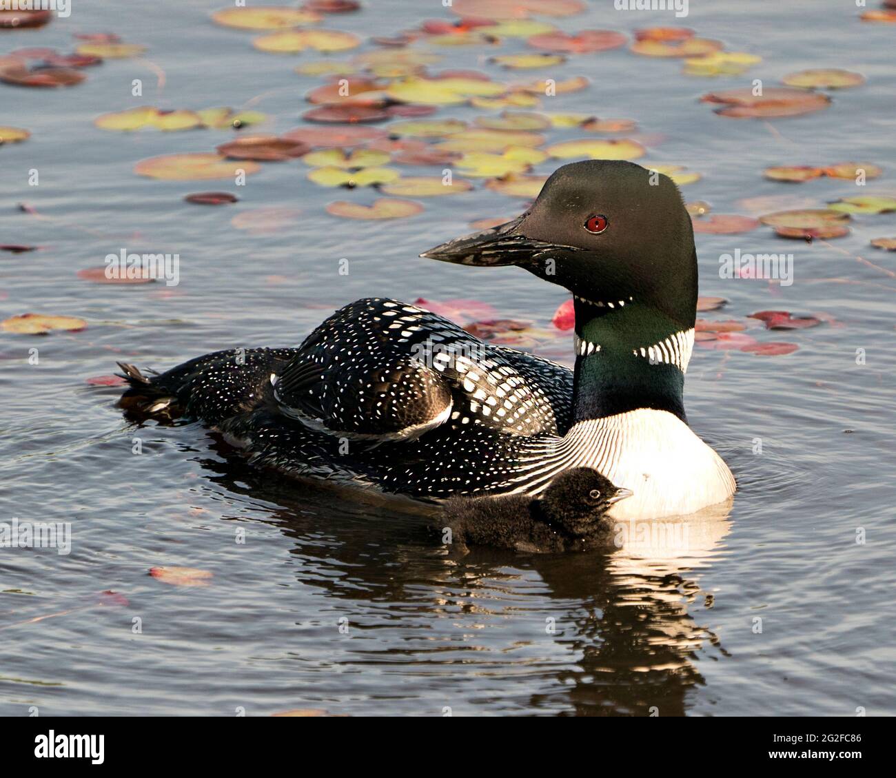 Loon commun nageant et prenant soin de bébé poussin avec des coussins d'eau de nénuphars premier plan et arrière-plan et appréciant le miracle nouvelle vie. Banque D'Images