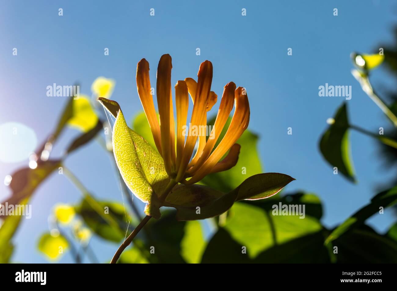 Image en gros plan rétro-éclairée d'une fleur de « mandarin » de Honeysuckle orange contre le ciel bleu Banque D'Images