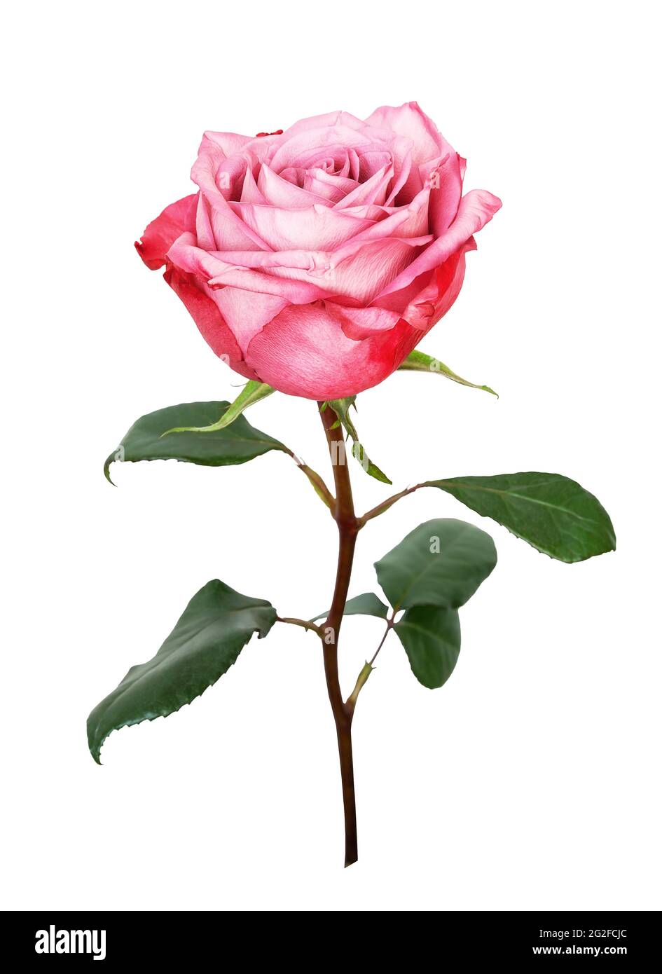 Fleur rose isolée sur fond blanc. Gros plan de la belle rose rose sur blanc. Banque D'Images