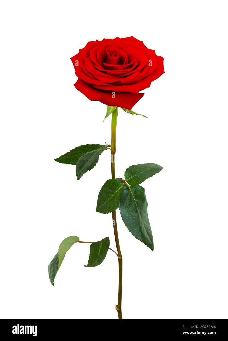 Fleur de rose rouge isolée sur fond blanc. Gros plan de la belle rose rouge sur blanc. Banque D'Images