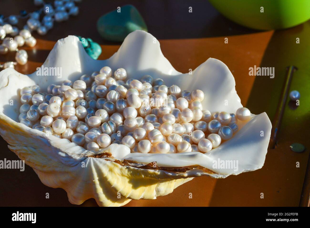 Perles blanches dans la coquille de moule. Banque D'Images