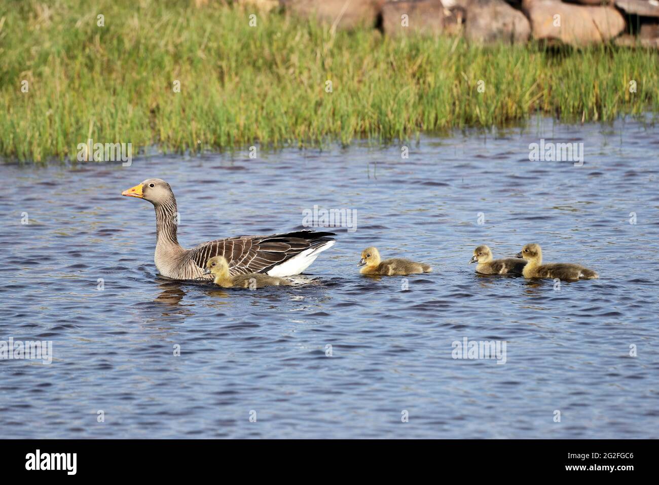 Graylag Goose (Anser anser) natation avec des oisons, Royaume-Uni Banque D'Images