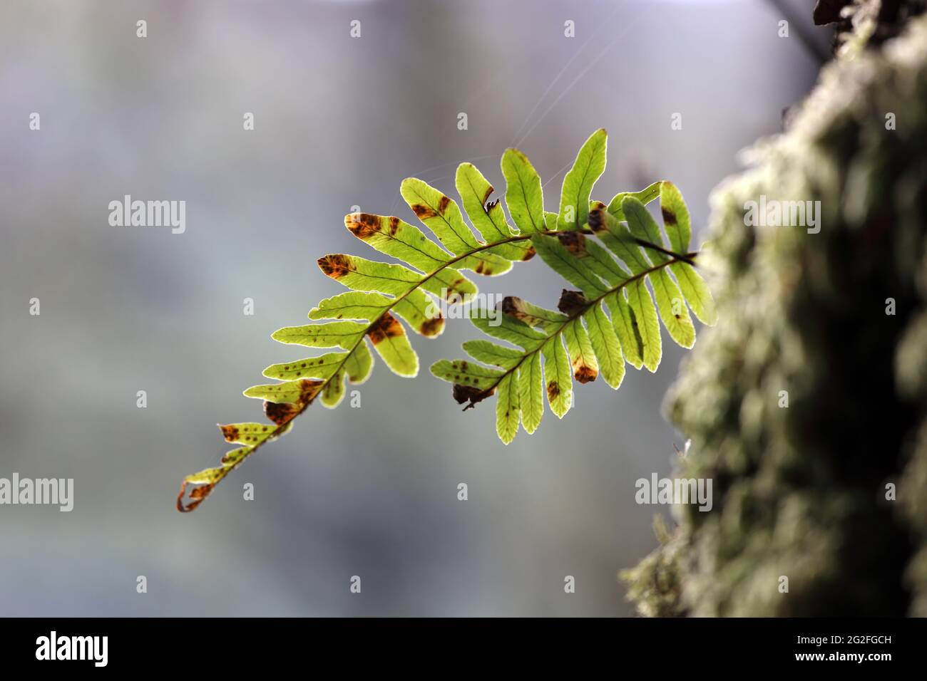 Polypody (Polypodium vulgare) Fern poussant sur un chêne, Royaume-Uni Banque D'Images