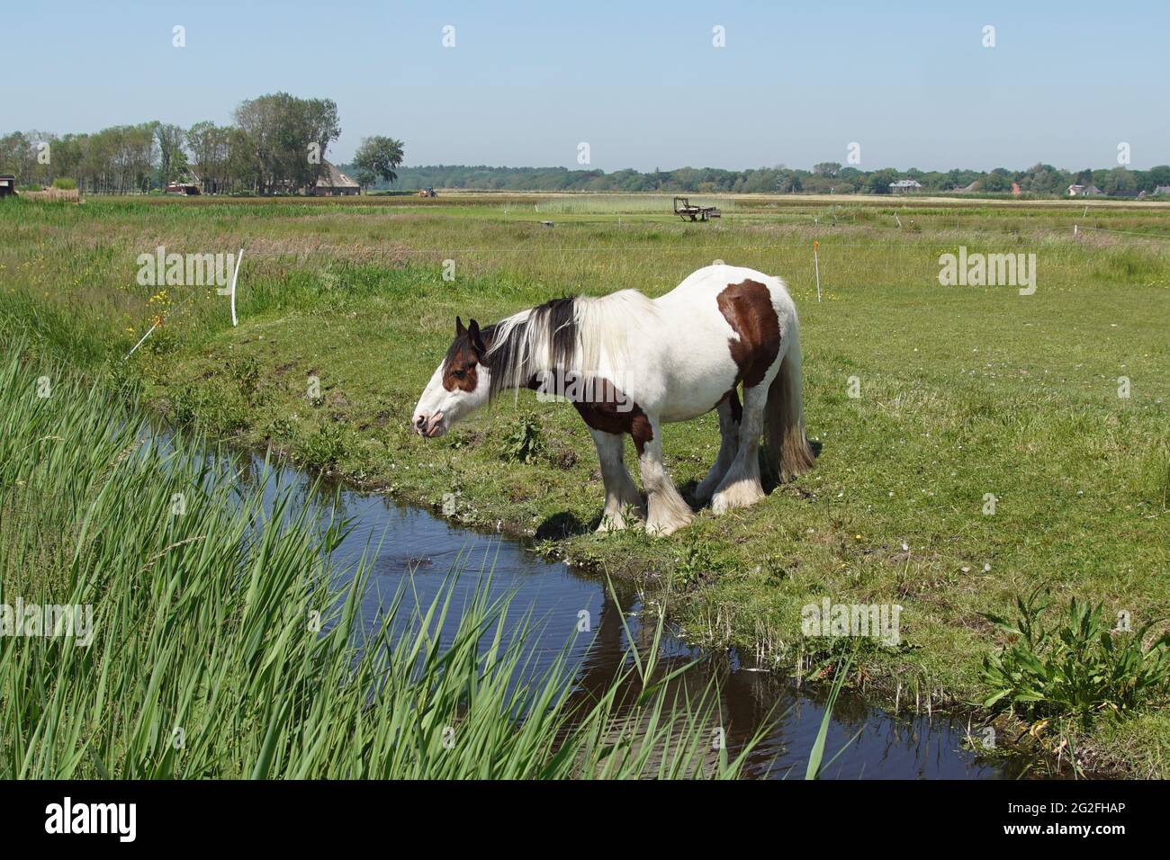 Paysage de pâturages hollandais. Le cheval de Gypsy Vanner dans la prairie près du fossé. Près du village de Bergen, printemps, juin. Banque D'Images