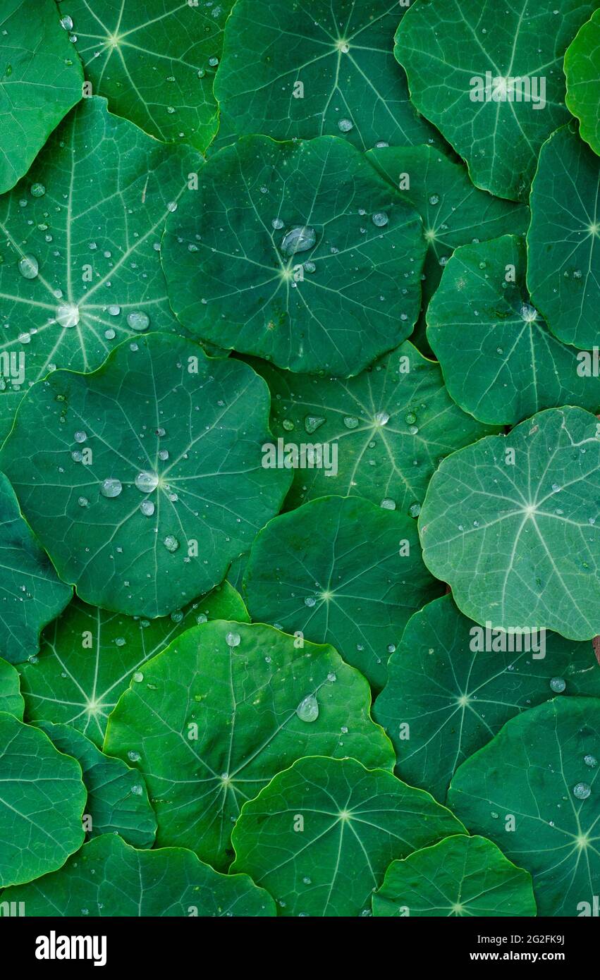 toile de fond d'une couche plate pleine armature de feuilles de nasturtium avec des gouttelettes d'eau Banque D'Images