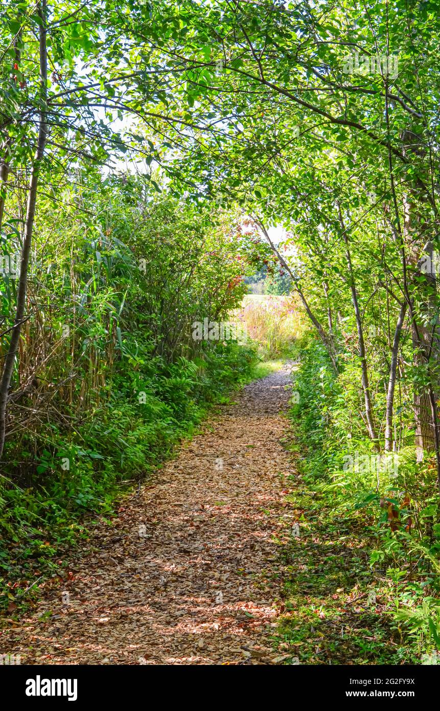 Un sentier de la nature à travers les bois. Windsor, Vermont. Banque D'Images