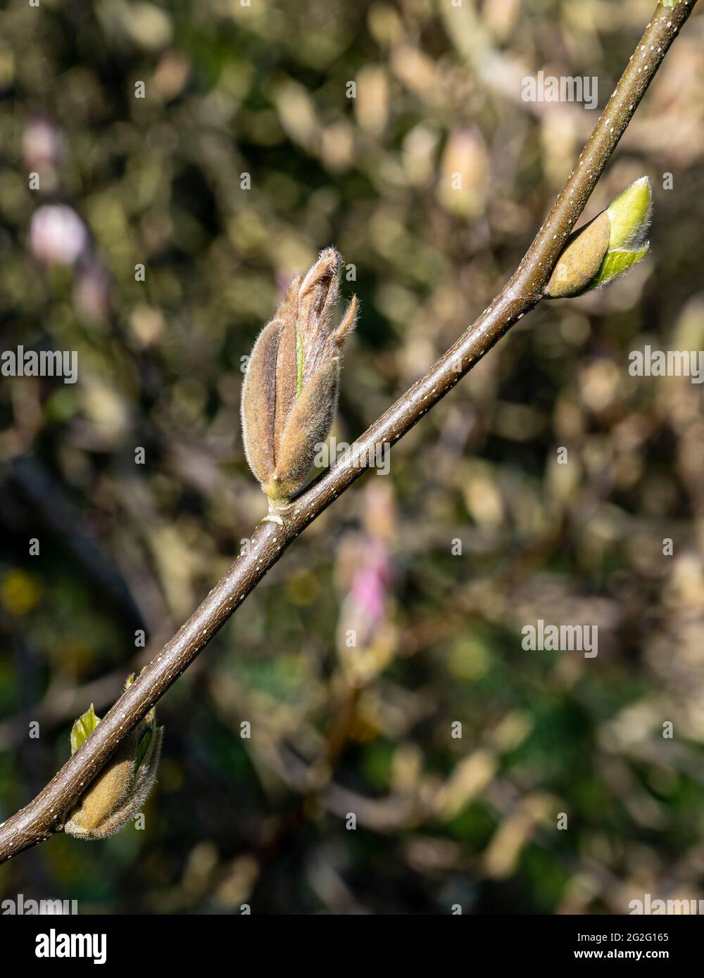 Les bourgeons de Magnolia liiflora s'ouvrent sous le soleil du printemps Banque D'Images
