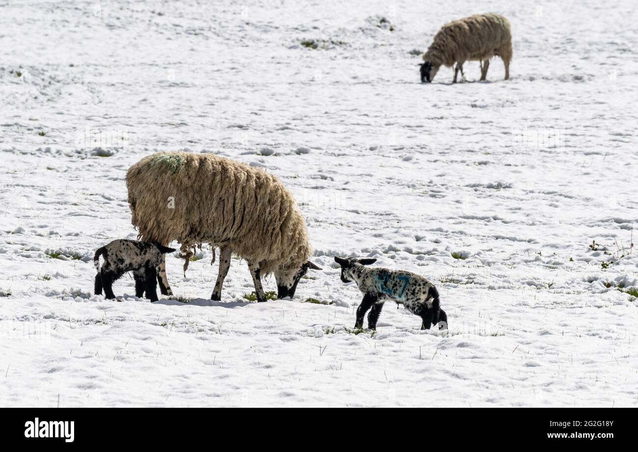 Les agneaux de printemps en avril neige Banque D'Images