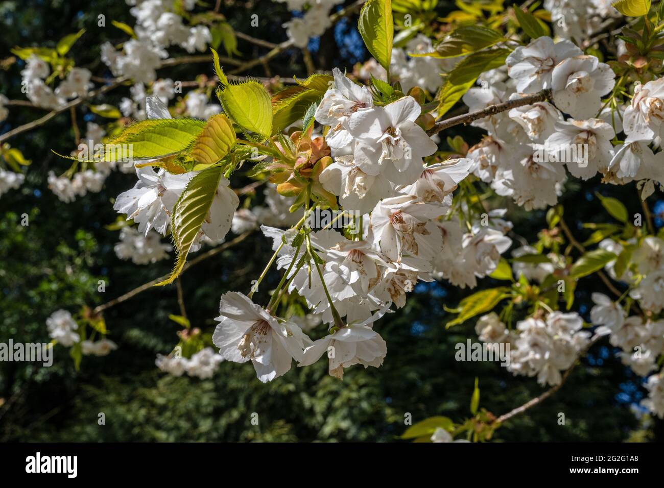 Cerisier - Cerisier japonais, Prunus Shirotae Banque D'Images