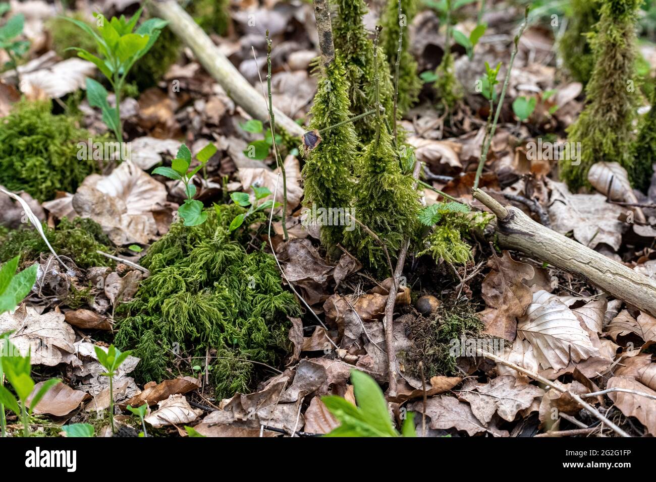 Mousse qui pousse les tiges de jeunes plants de frêne Banque D'Images