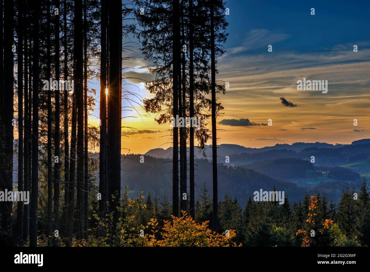 Forêt dans la lumière du soir près de Titisee dans la Forêt Noire, Bade-Wurtemberg, Allemagne Banque D'Images