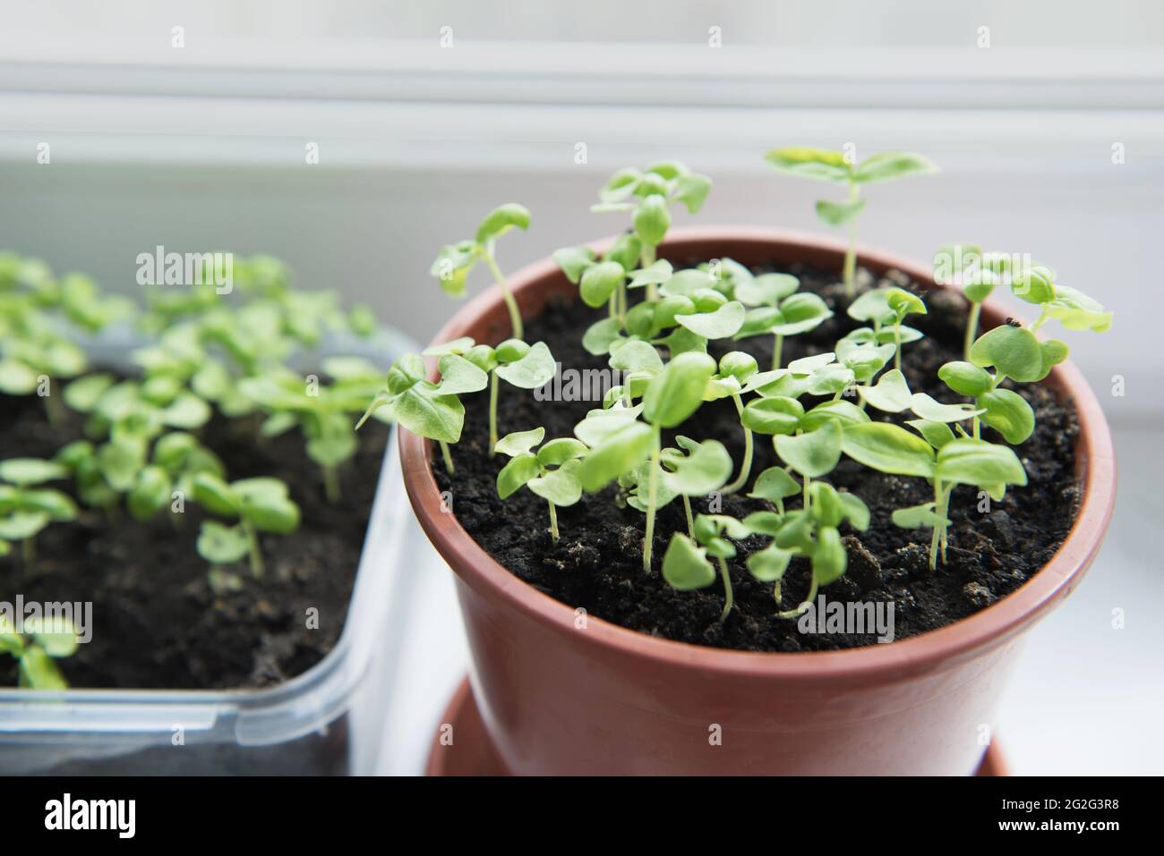 Des semis de plantes en pots sur le rebord de fenêtre Banque D'Images