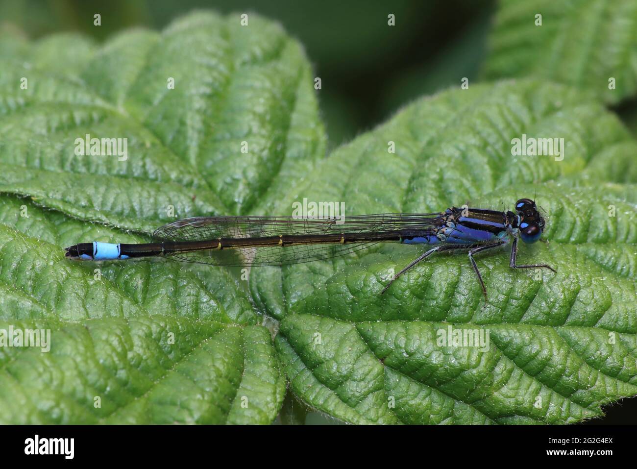 Mouche à queue bleue Ischnula elegans - violacée de forme femelle Banque D'Images