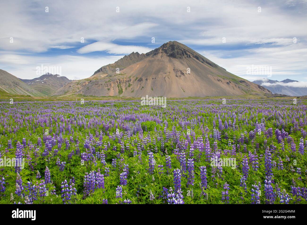 La lupin Nootka (Lupinus nootkatensis) en fleur sur la toundra islandaise en été, envahissent des espèces en Islande mais indigènes en Amérique du Nord Banque D'Images