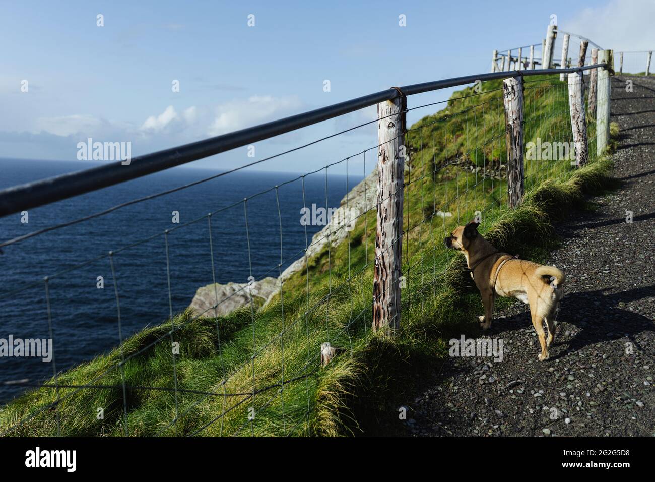 Avec le chien aux falaises de Kerry Banque D'Images