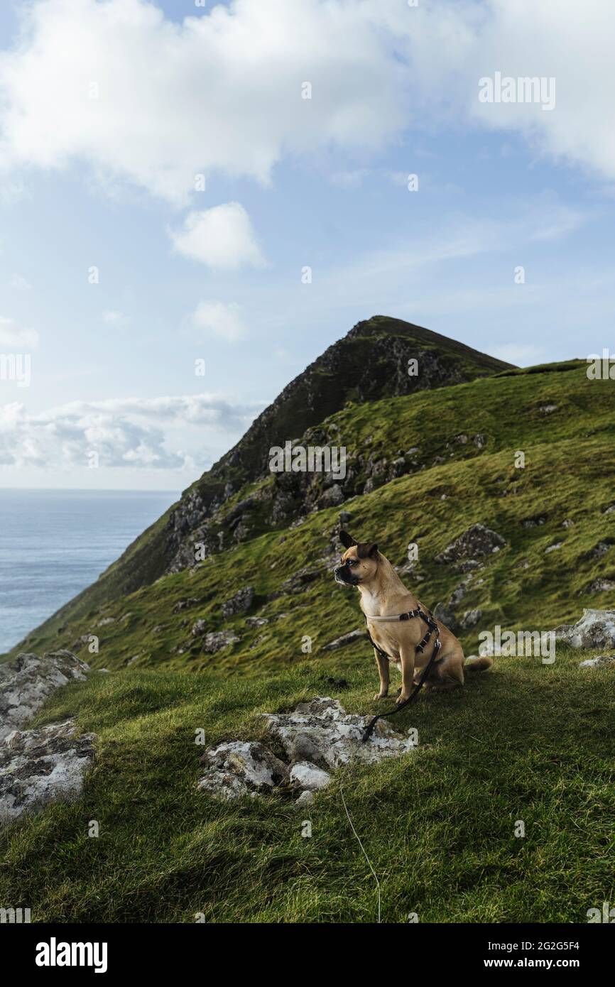 Faites une randonnée en compagnie d'un chien au-dessus des falaises de l'île d'Achill, en Irlande Banque D'Images