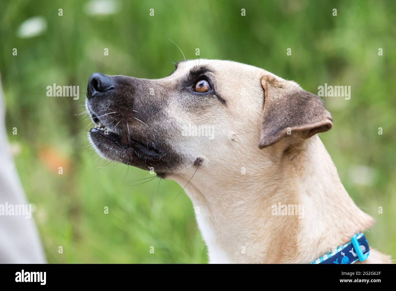 Portrait en gros plan d'un chien blanc de race mixte à poils courts dans la nature Banque D'Images