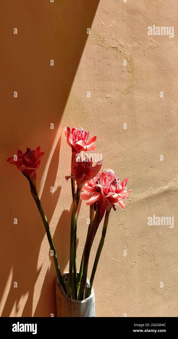 Fleur rose en vase bambou à côté du mur orange, espace de copie Banque D'Images