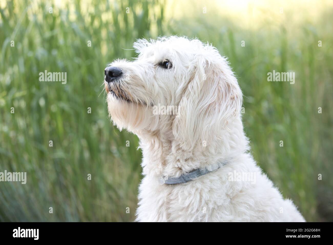 Un portrait en gros plan de labradoodle blanc assis dans l'herbe Banque D'Images
