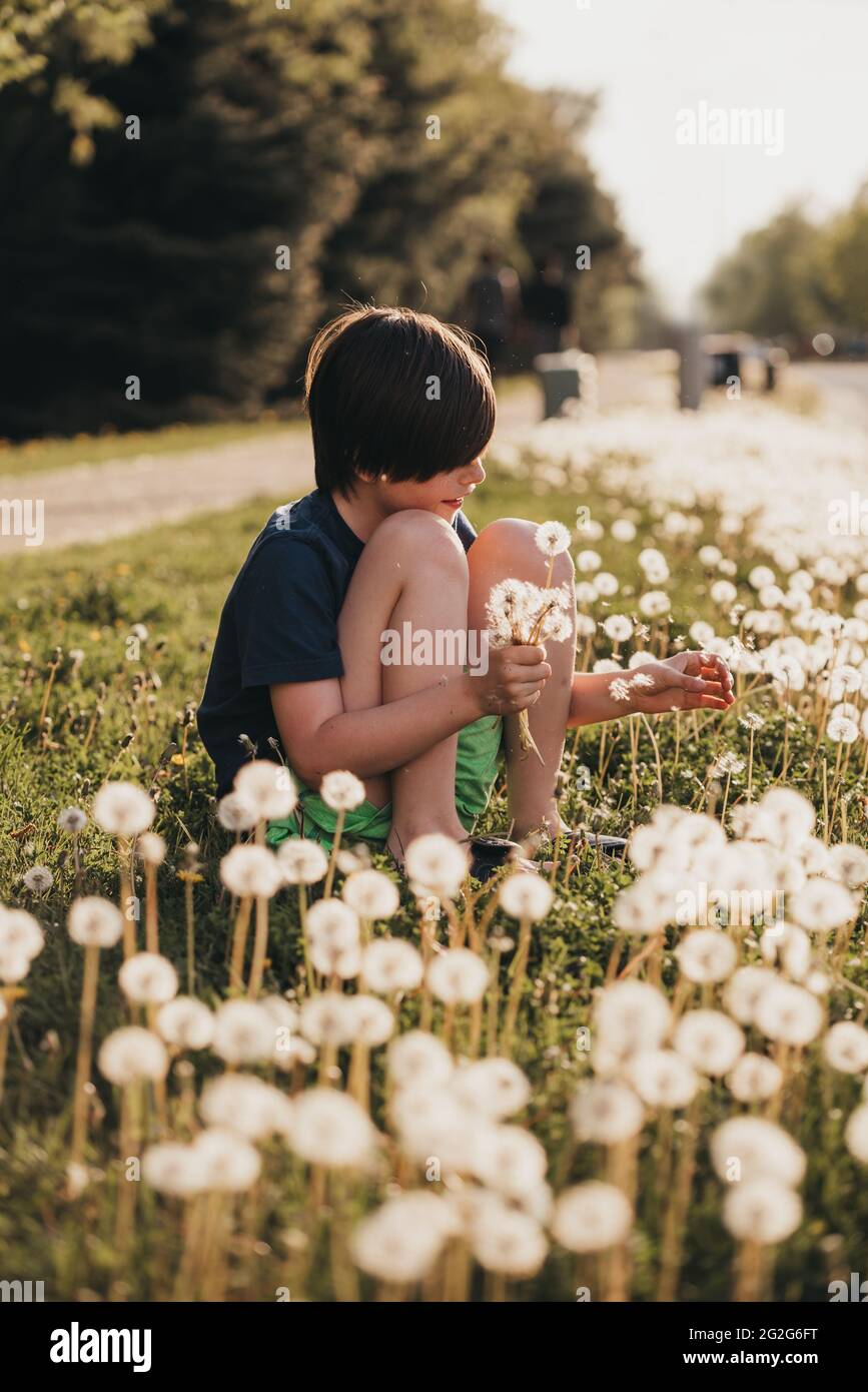 Jeune garçon cueillant des fleurs de pissenlit lors d'une journée ensoleillée d'été. Banque D'Images