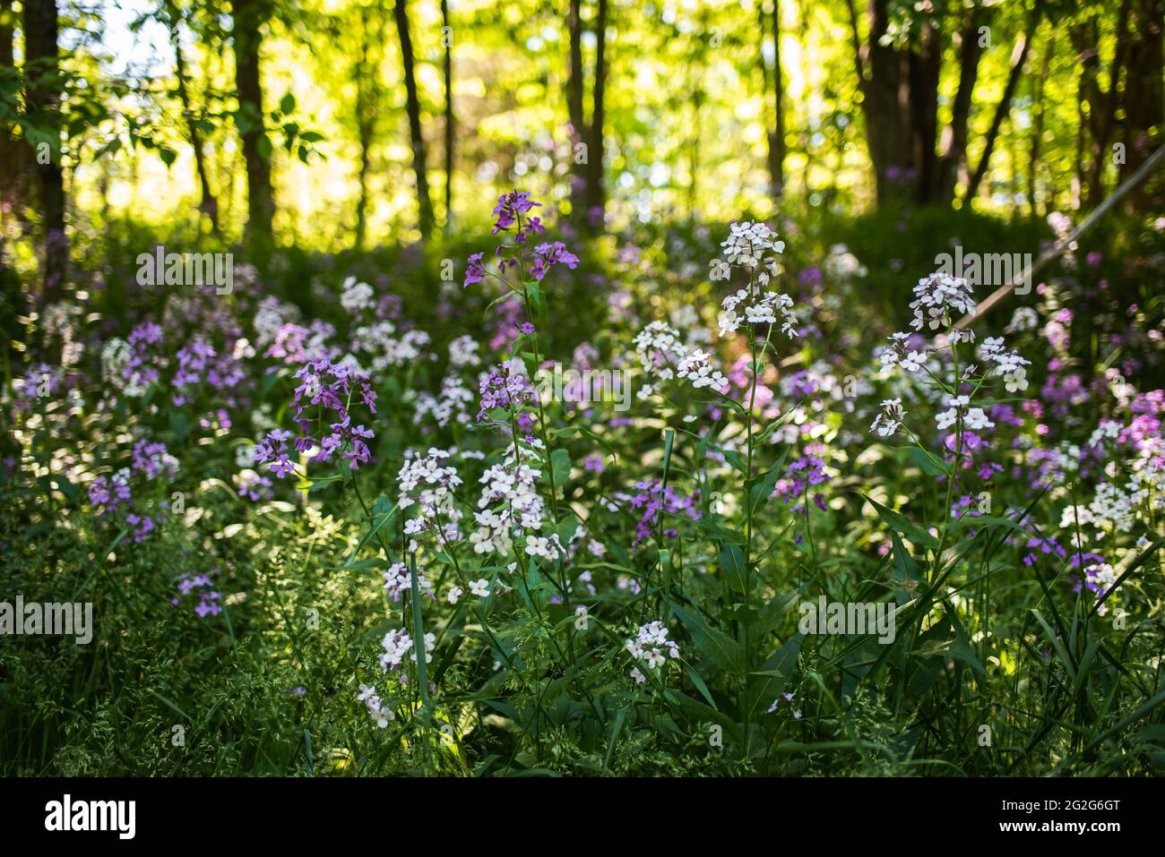 Champ de fleurs sauvages pourpres et blanches dans une zone boisée au Canada. Banque D'Images